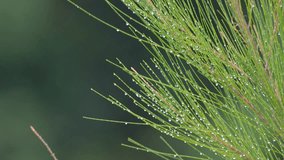 Close up shot of Conifer tree branch with water droplets after rain. - Powered by Shutterstock - Get 15% off with code: PIKWIZARD15
