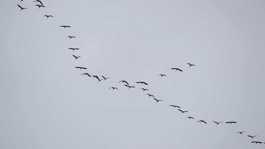 Close up of common crane (Grus grus) migrating in the sky south and making vary big V shape formations in slow motion, North Rhine-Westphalia, Germany