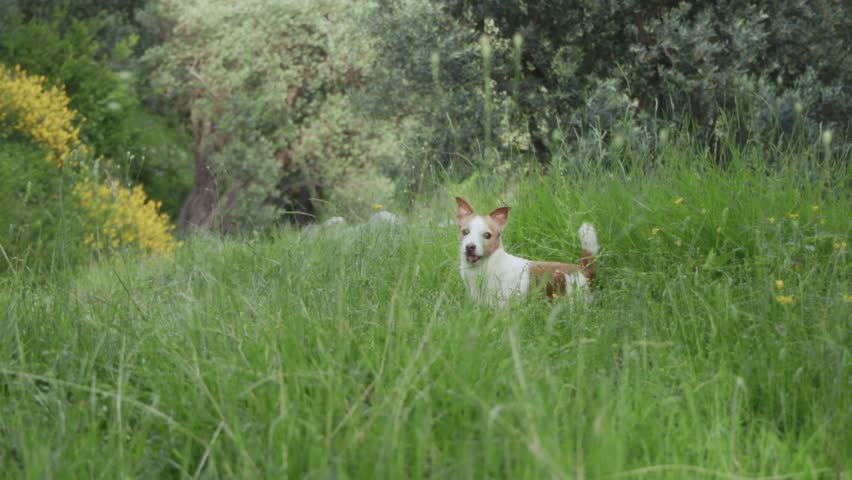 Terrier in the middle distance resting in soft grass, only faintly visible through depth blur.