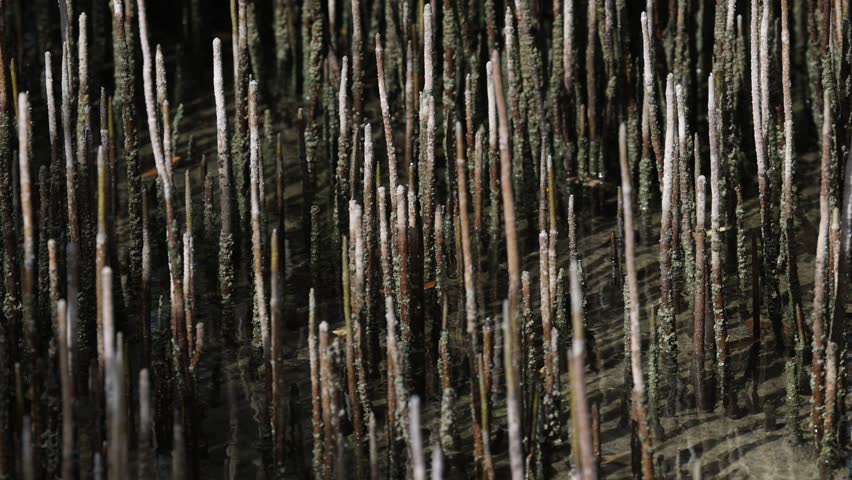 Aerial roots of mangrove tree, closeup. High quality 4k footage.