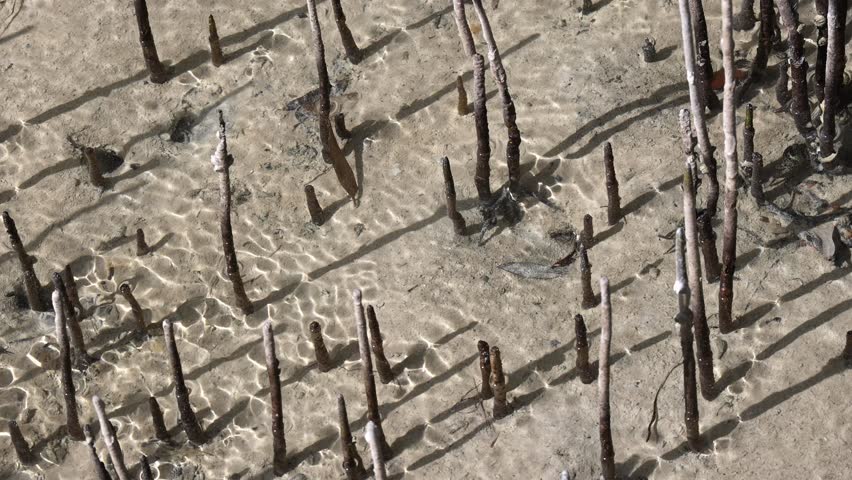 Aerial roots of mangrove tree transporting oxygen through lenticels. High quality 4k footage.