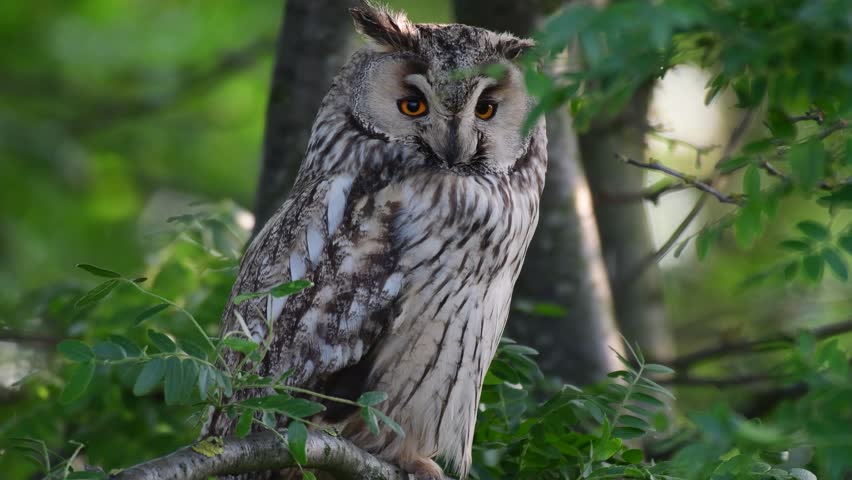Long-eared Owl Asio otus Sitting on a Branch During the Day, Looking Around. Close-up.