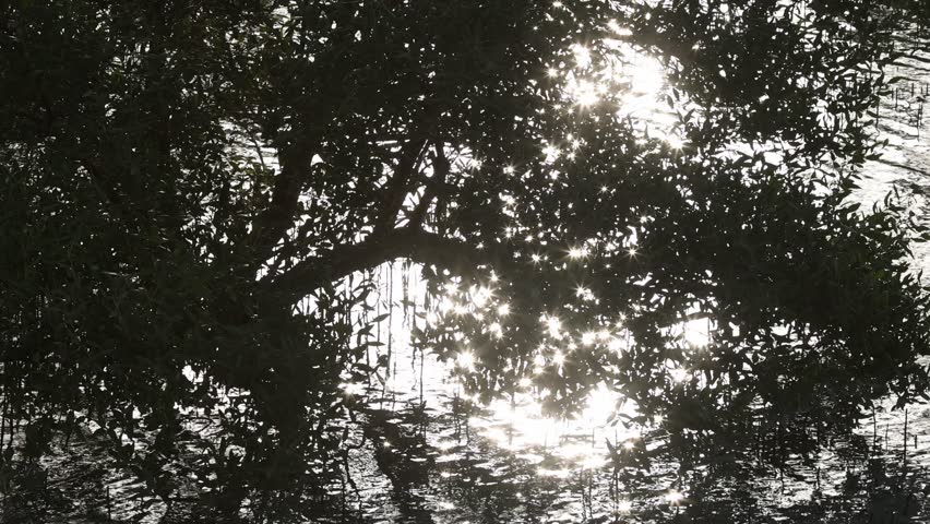 Mangroves natural habitat at Al Jubail Park in Abu Dhabi in UAE. High quality 4k footage.