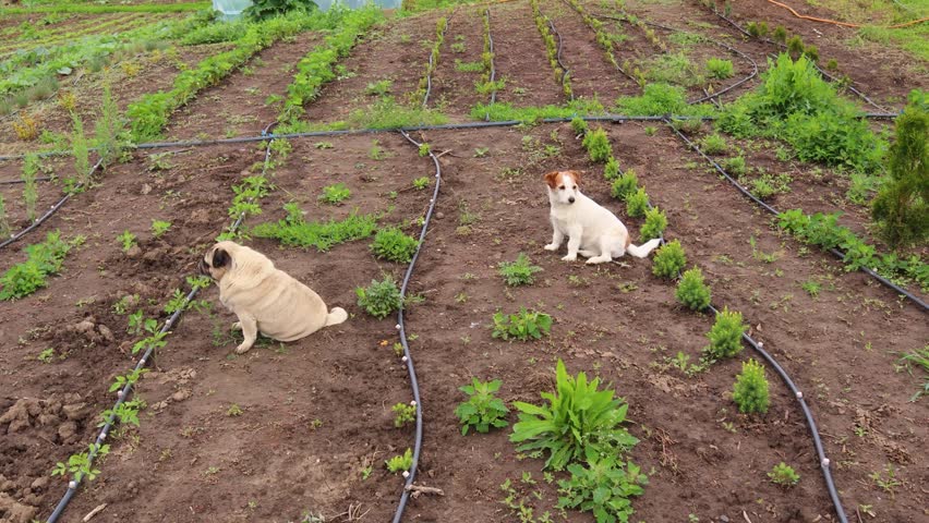 Two playful dogs sitting together on garden soil, sharing quiet moment between pug and jack russell terrier under bright sunny daylight