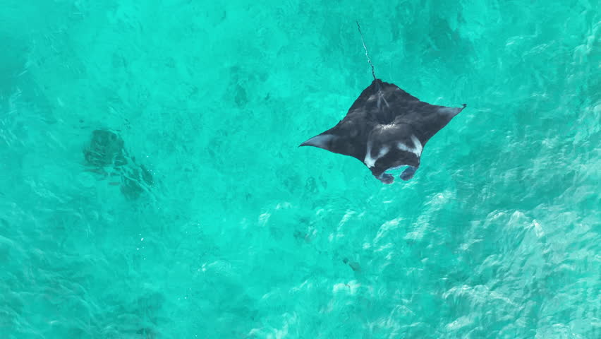 A manta ray, Manta alfredi, feeds on zooplankton just under the surface near Halmahera, Indonesia. This beautiful species of manta is the smaller of the two that are currently classified.