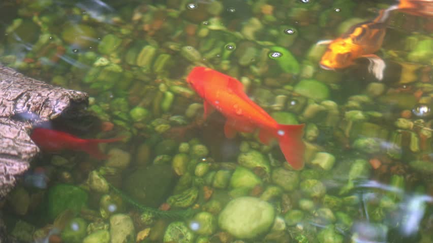 Slow panning shot that follows a orange and black koi fish swimming peacefully in a colorful koi pond