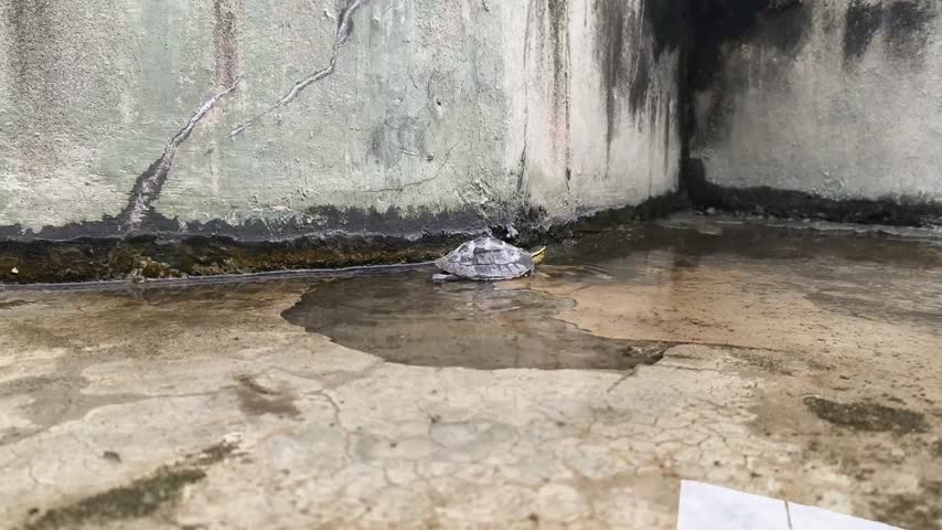 Turtle in shallow, still water on a concrete floor looks up, head raised. Calm and curious reptile.