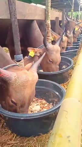 preparation for the Eid al-Adha, providing clean and healthy sacrificial cows