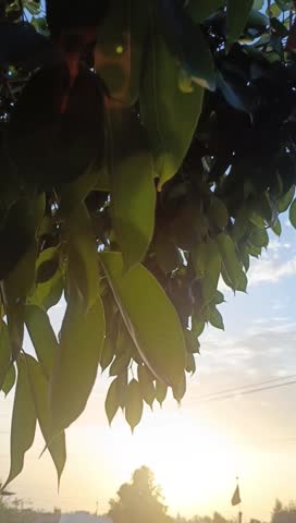 "A nice looking video in hot summer season, hot rays of the sun, a big flowering tree with un ripped blooming, green leaves and breeze is blowing. "