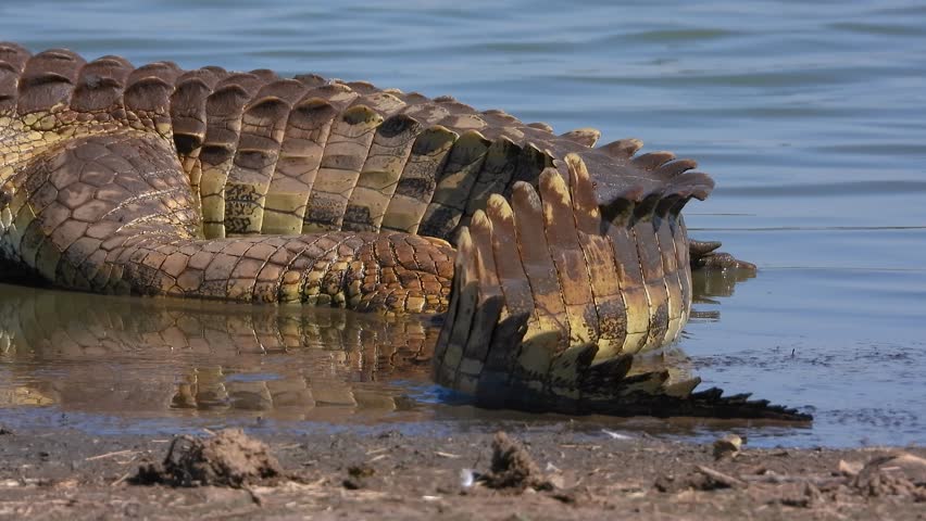 Large crocodile skin close-up at water’s edge, Kruger National Park, South Africa
