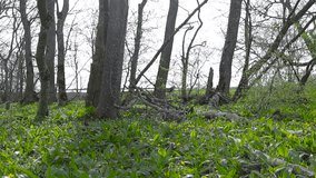 Gorgeous low angle footage of a lush and green sunny spring forest with leafless bare trees while bear garlic or onions grow between them with large green leaves. Puhtulaid nature conservation area. - Powered by Shutterstock - Get 15% off with code: PIKWIZARD15