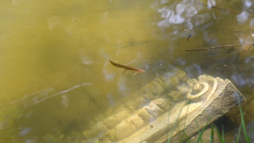 Red spotted Eastern newt Salamander swimming in the pond water.