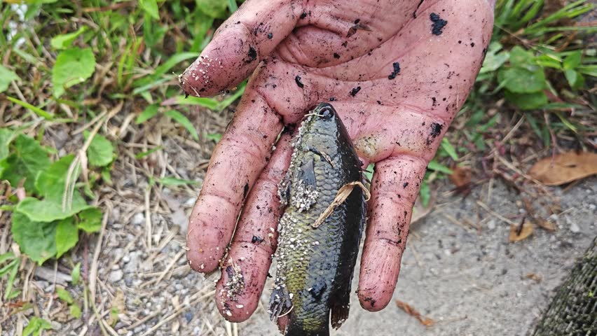 close shots some of the freshwater fishes caught from the drainage.
