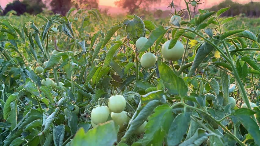 Tomato field at the morning, Green tomato plants in the vegetable farm at sunrise