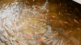 small goldfish under the kale plant. famous is aquaponics which is a combination of hydroponics and aquaculture - Powered by Shutterstock - Get 15% off with code: PIKWIZARD15