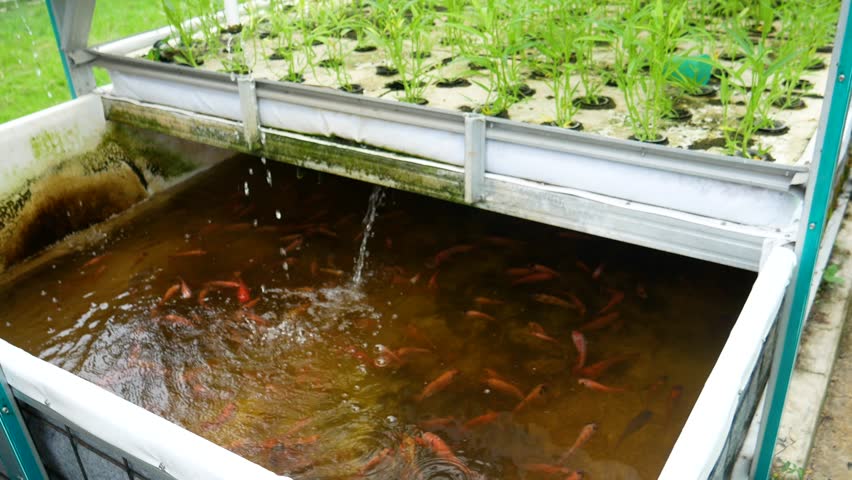 small goldfish under the kale plant. famous is aquaponics which is a combination of hydroponics and aquaculture