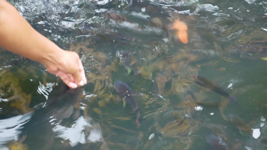 blur video of hands feeding fish in pond. suitable for video background