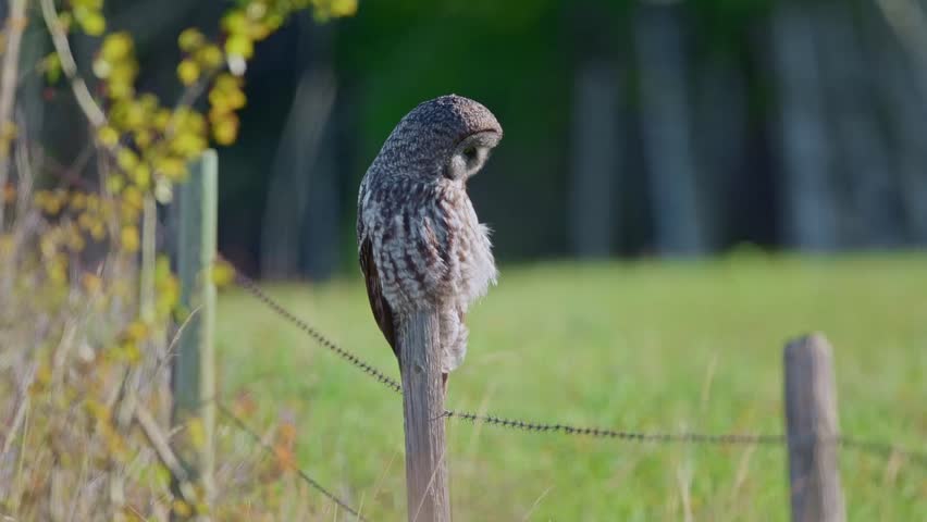 Perched  great grey owl on the hunt