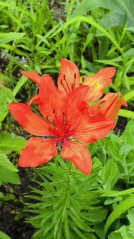 Orange Tiger Lily Flower in Bloom. orange tiger lily. vertical