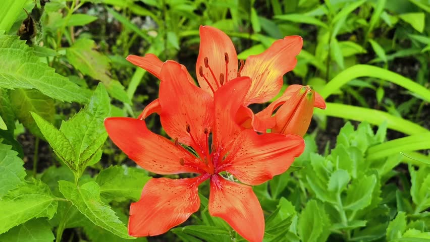 Orange Tiger Lily Flower in Bloom. orange tiger lily