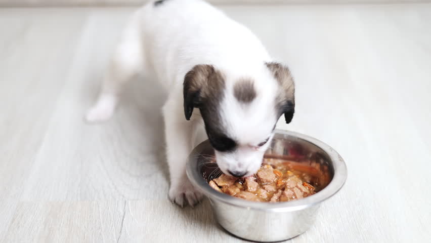 baby dog eating wet food from bowl inside home.adorable little puppy is hungry, learning to feed himself. domestic animal sitting on floor and enjoy the special dish.