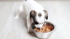 baby dog eating wet food from bowl inside home.adorable little puppy is hungry, learning to feed himself. domestic animal sitting on floor and enjoy the special dish. - Powered by Shutterstock - Get 15% off with code: PIKWIZARD15