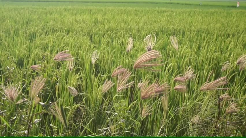 Chloris gayana, windblown weed, a beautiful wild plant in the rice fields and blown by the wind