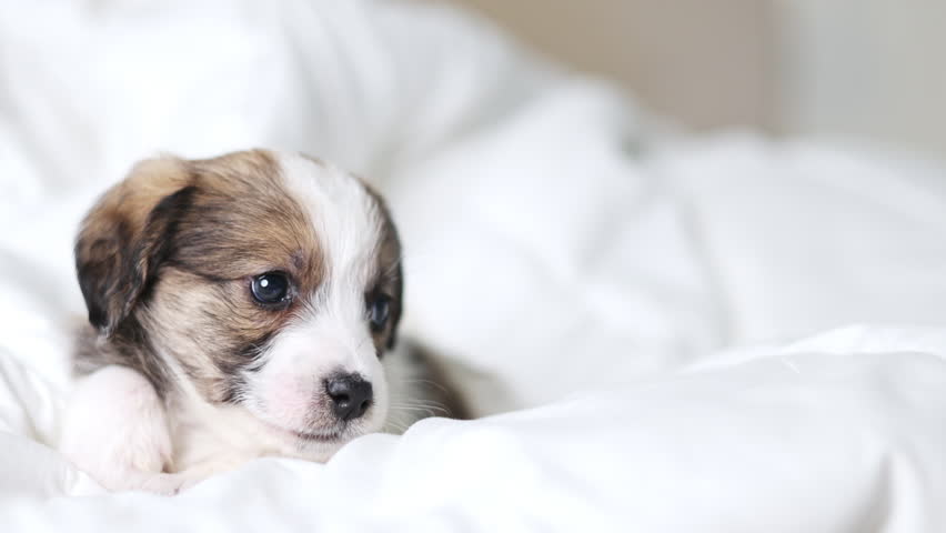portrait of baby dog lying on bed,blanket.cute white color puppy with brown spots on body.sleepy adorable domestic pet looking in camera.animal inside home,room.