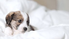 portrait of baby dog lying on bed,blanket.cute white color puppy with brown spots on body.sleepy adorable domestic pet looking in camera.animal inside home,room. - Powered by Shutterstock - Get 15% off with code: PIKWIZARD15