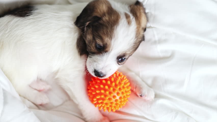 puppy is playing with spiky dog ball inside home, on floor.animal lying on blanket, and biting a toy.little domestic pet is having fun on window sill, top or side view.