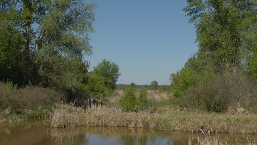 Handheld wide shot of still pond with reflections, surrounded by dry reeds, green bushes, and tall trees under clear blue sky. Calm rural wetland ecosystem in spring or summer season.
