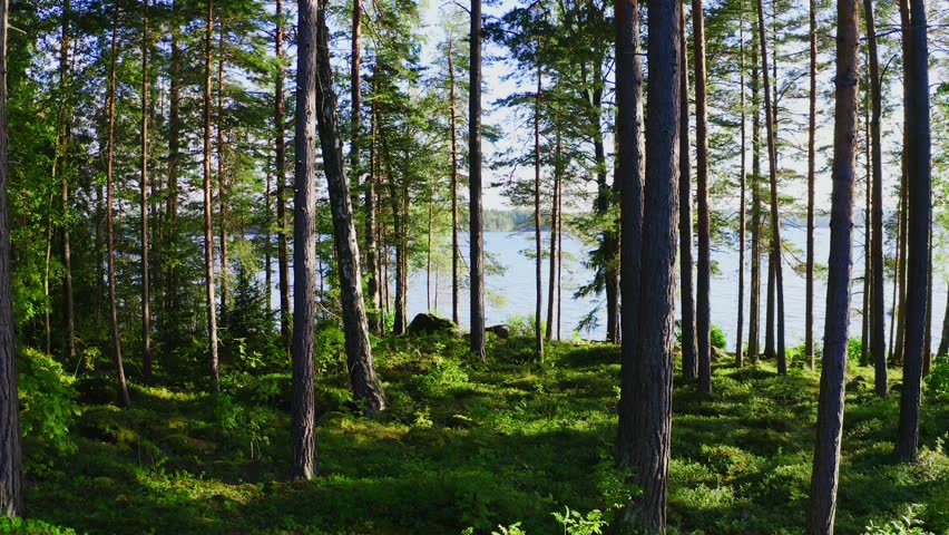 Aerial drone view pine forest and blue lake in summer Finland. Quiet and peaceful vacation in a country cottage.