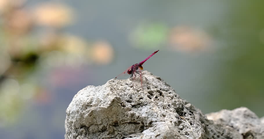 beautiful dragonfly in the forest