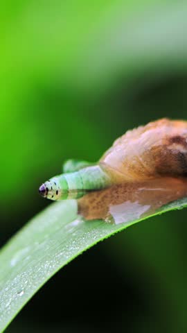 Snail infected by parasitic larva, tentacle swelling and pulsating visibly, shot in macro on a green leaf background.