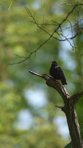 Bright sunlight highlights the glossy feathers of a starling taking off and landing on a branch near its nest in slow motion.