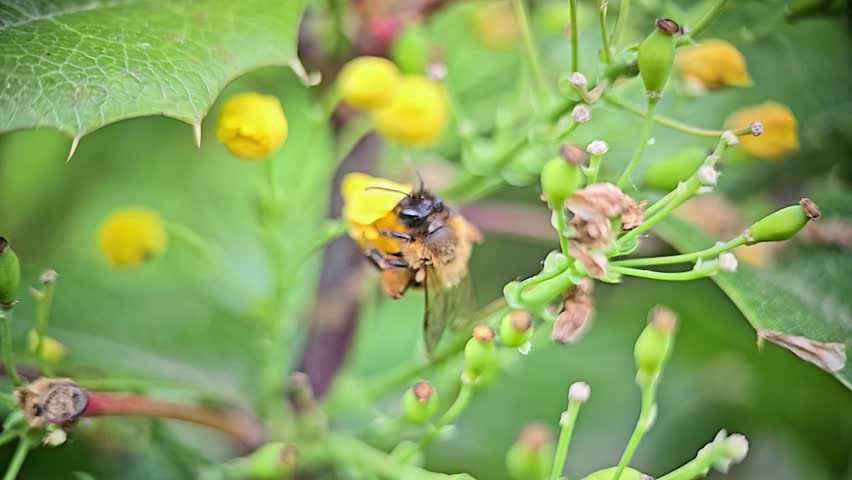 Mahonia flowers being pollinated by bees in macro slow motion, showing close-up insect anatomy and gentle spring atmosphere.