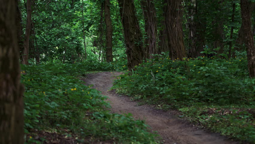 Male mountain biker in helmet performs wheelie on dirt trail. Dense forest with numerous trees and undergrowth indicate active outdoor pursuit in nature