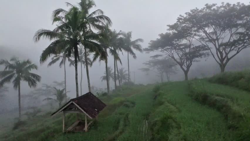 Foggy morning Hut in village, very beautiful foggy environment, looks like a rice field environment with palm tree in Pacitan, East Java Indonesia.