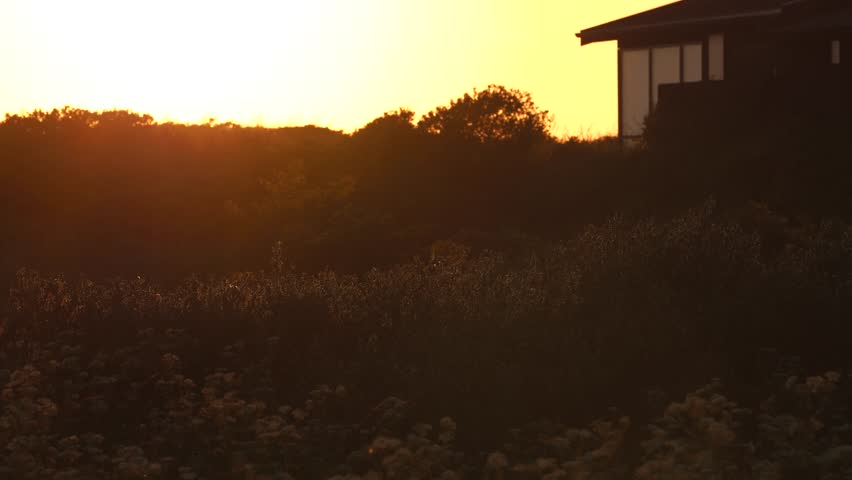 Hirtshals, Denmark An orange sunset over sand dunes and a field of wildflowers. 