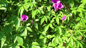 Mexican pink Morning Glory flower on fence with green leaves Video - Powered by Shutterstock - Get 15% off with code: PIKWIZARD15