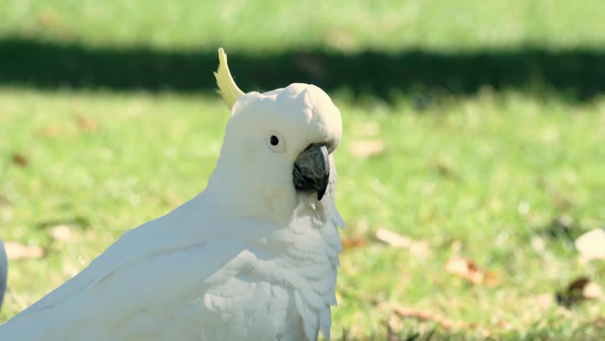 Large White Cockatoo In Nature Background During Sunrise. Close-up Shot