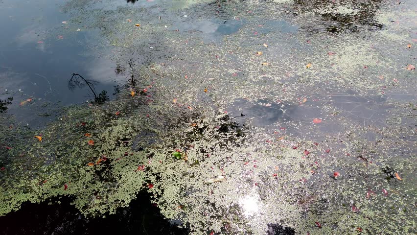 Still shot of lake surface partially covered with green algae and leaves in Chapultepec Park. Trees reflected in water during bright midday.