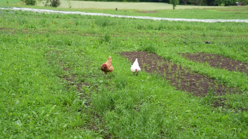 Close-up of whit and brown chicken outdoor on meadow at Swiss organic farm on a rainy spring day. Movie shot June 3rd, 2025, Zurich Schwamendingen, Switzerland.