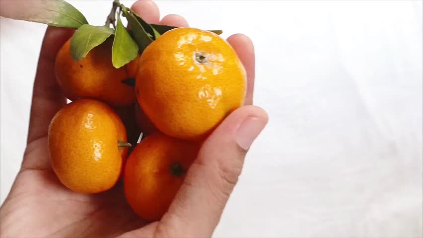 Short video showing fresh small sized oranges