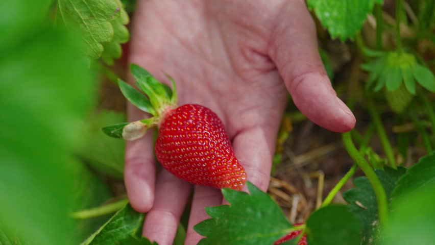 Young woman picking strawberries on Strawberry patch. Large ripe strawberry lies on the palm