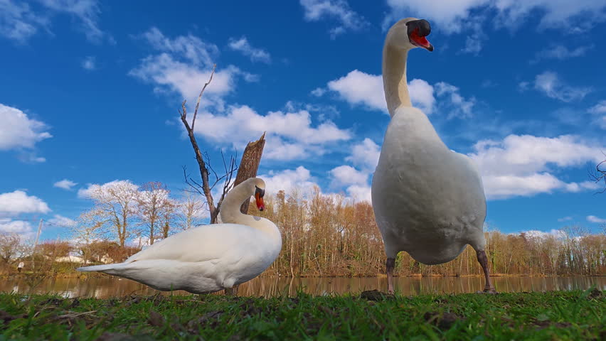 A pair of white swans resting on green grass near a beautiful pond in their natural habitat