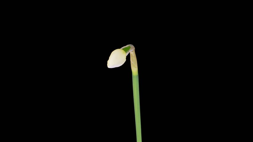 Narcissus Blossoms. Beautiful Timelapse of White Narcissus Flower Blooming on Black Background. 4K.