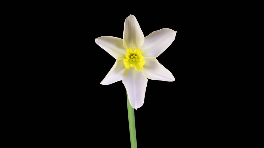 Narcissus Blossoms. Beautiful Timelapse of White Narcissus Flower Blooming on Black Background. 4K.