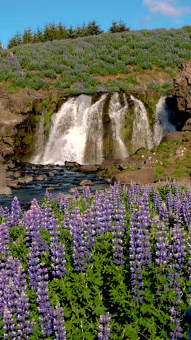 Immerse yourself in the breathtaking beauty of Icelands nature, featuring a stunning waterfall surrounded by lush lupine flowers, capturing the essence of the wild landscape during a bright day.