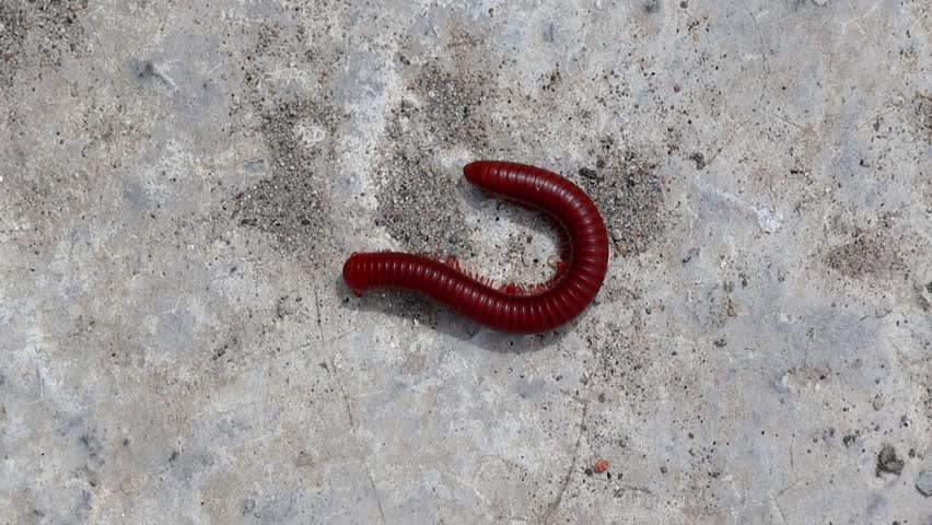 Red millipede (Diplopoda) walking on concrete. Also known as thousand-leggers, though typically fewer than 100 legs.